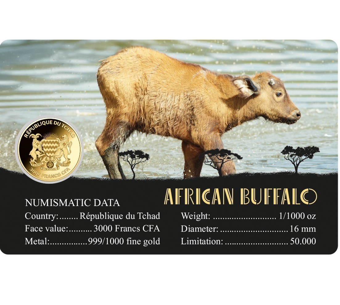 AFRICAN BUFFALO 1/1000 Oz Gold 999 Coin card 3000 Francs Chad 2024