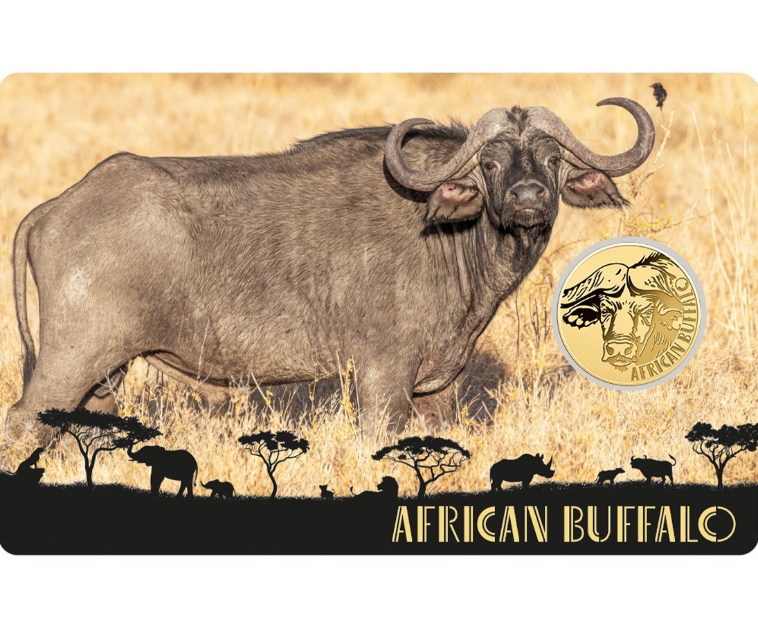 AFRICAN BUFFALO 1/1000 Oz Gold 999 Coin card 3000 Francs Chad 2024