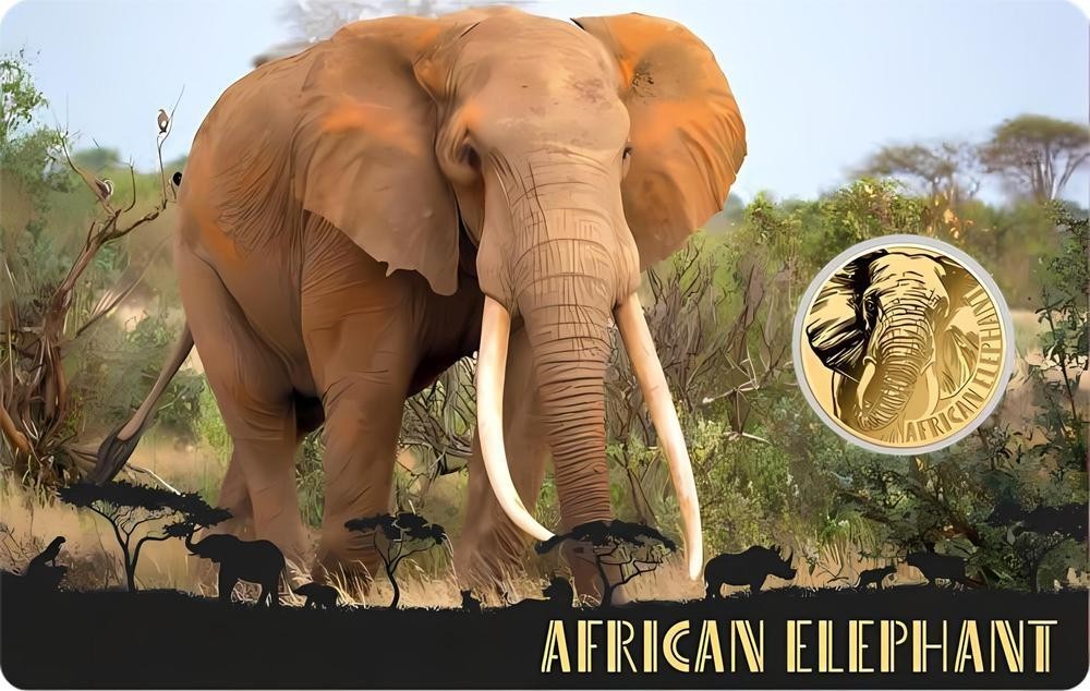 AFRICAN ELEPHANT 1/1000 Oz Gold 999 Coin card 3000 Francs Chad 2024